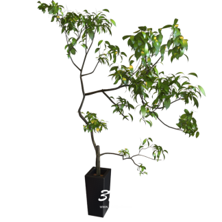 plants 01