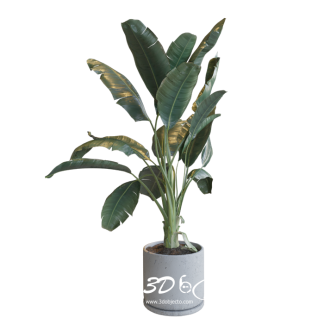 Plant free