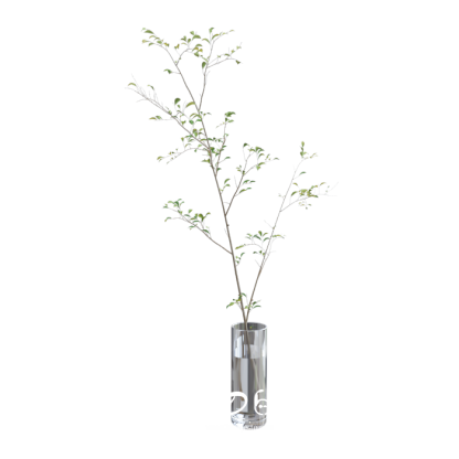 Plants Vasa
