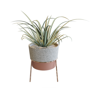 plants 03