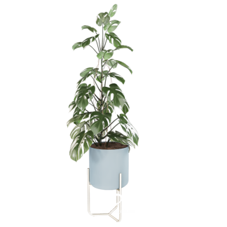 Plants 20