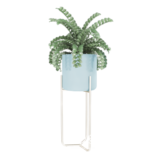 Free Plant