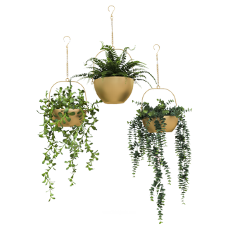 Roof Plants