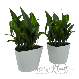Indoor Plant