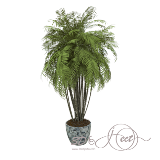 Palm Plant
