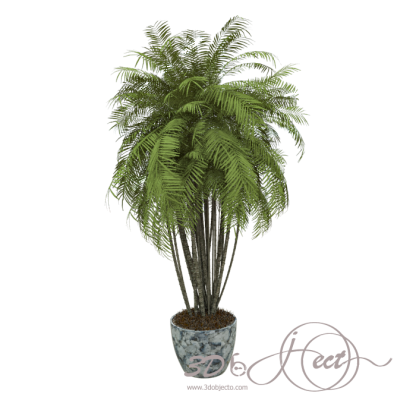 Palm Plant